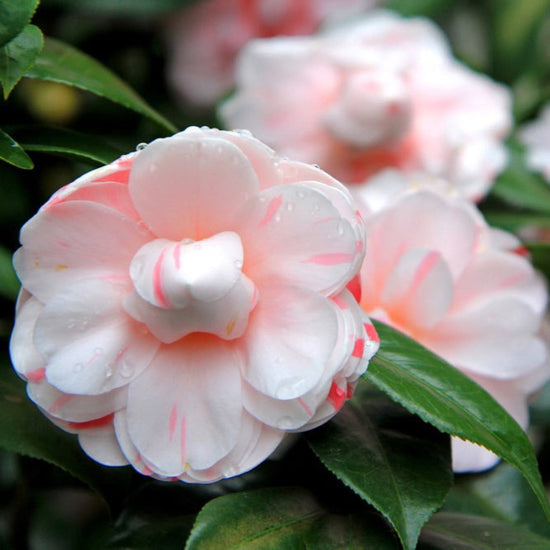 CAMELLIA - MINT LINNEA