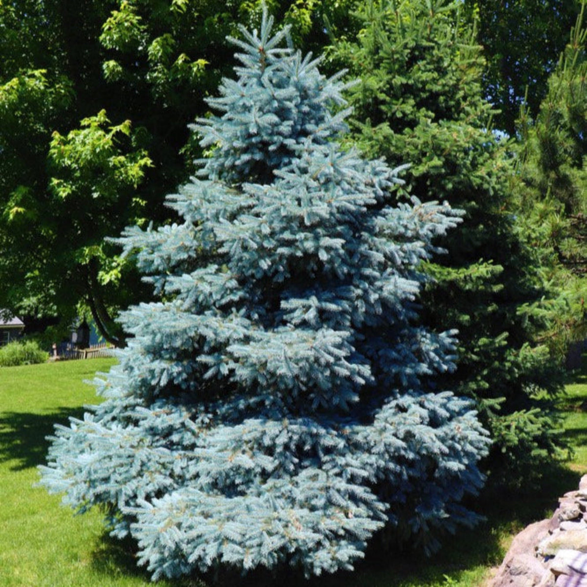 Colorado Blue Spring Colorado Blue Spruce | The Sill