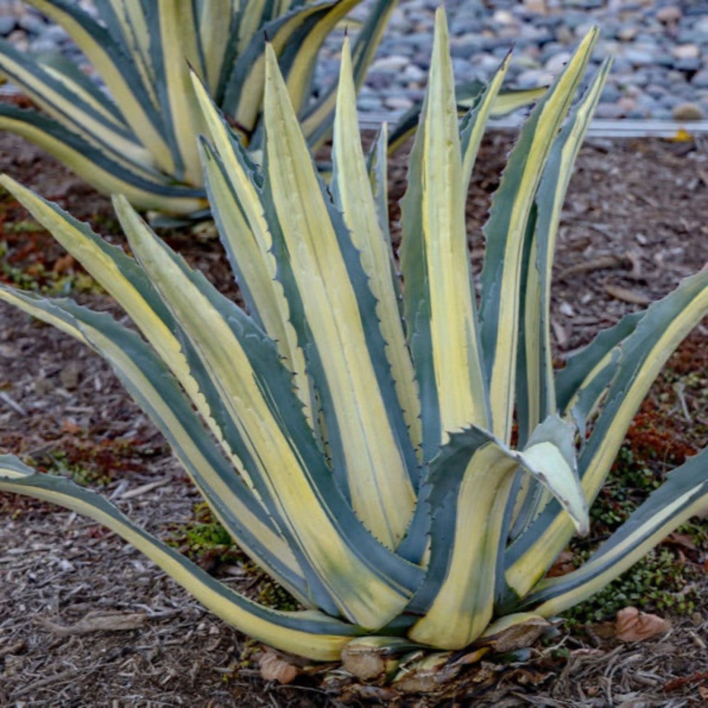 Agave Americana Mediopicta Alba