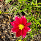 Li'l Bang™ Red Elf Coreopsis