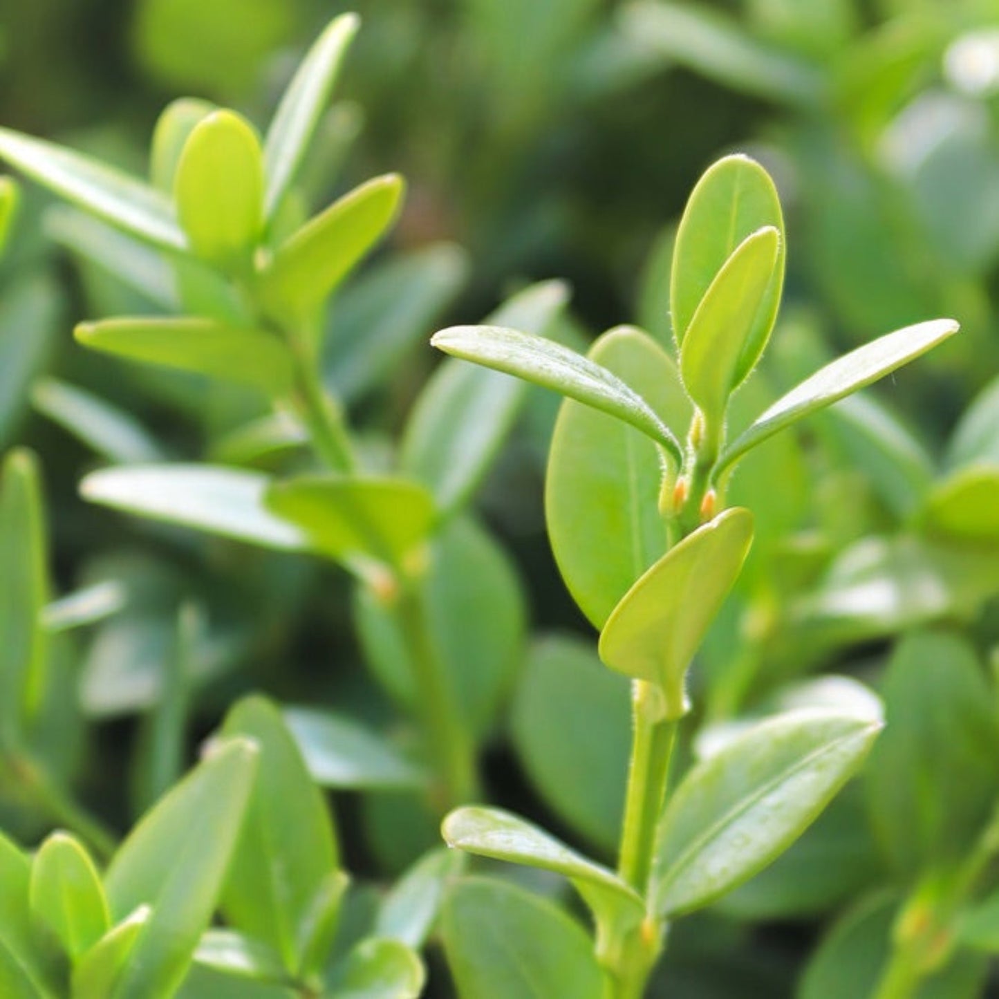 Green Mountain Topiary Boxwood (Ball)
