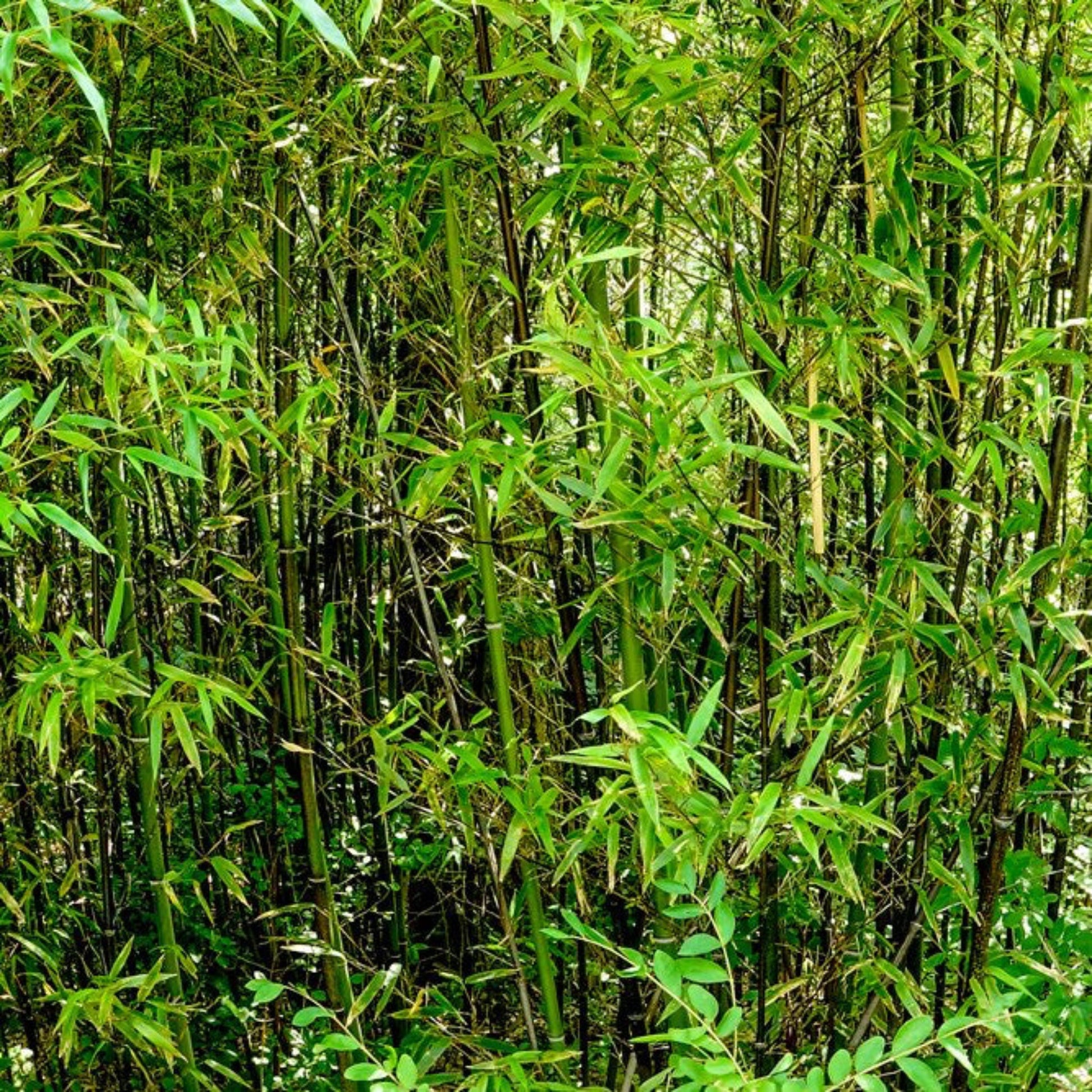 lucky bamboo black mountain Black Bamboo with Planter | 3 Gallon | Mexia