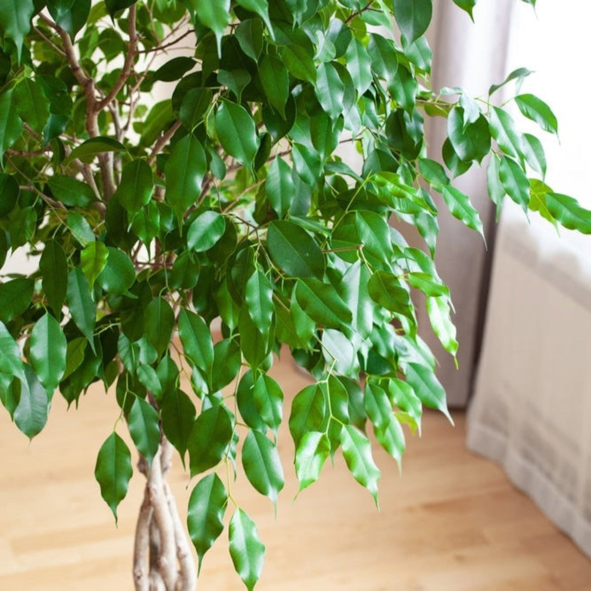 Braided Benjamina Ficus