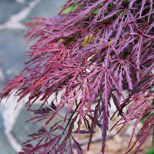 Crimson Queen Japanese Maple