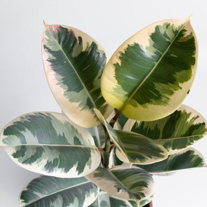Ficus Tineke