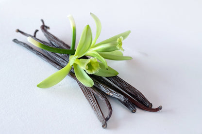 Vanilla Orchid