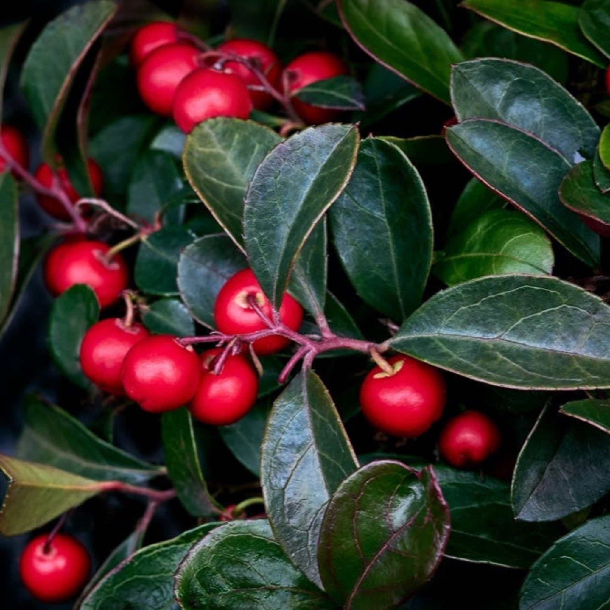 Wintergreen Cherry Berries | Houseplants and Gifts for Delivery