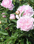 Sarah Bernhardt Peony