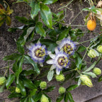 Passion Fruit Vine