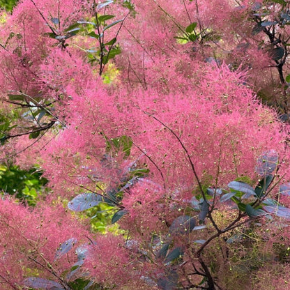 Royal Purple Smoke Bush