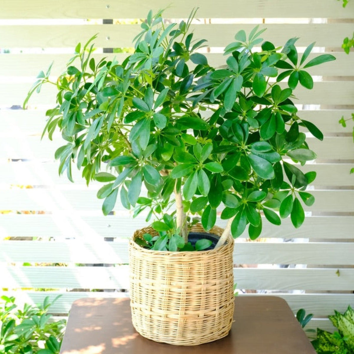 house plant with 6 leaves Schefflera Tree