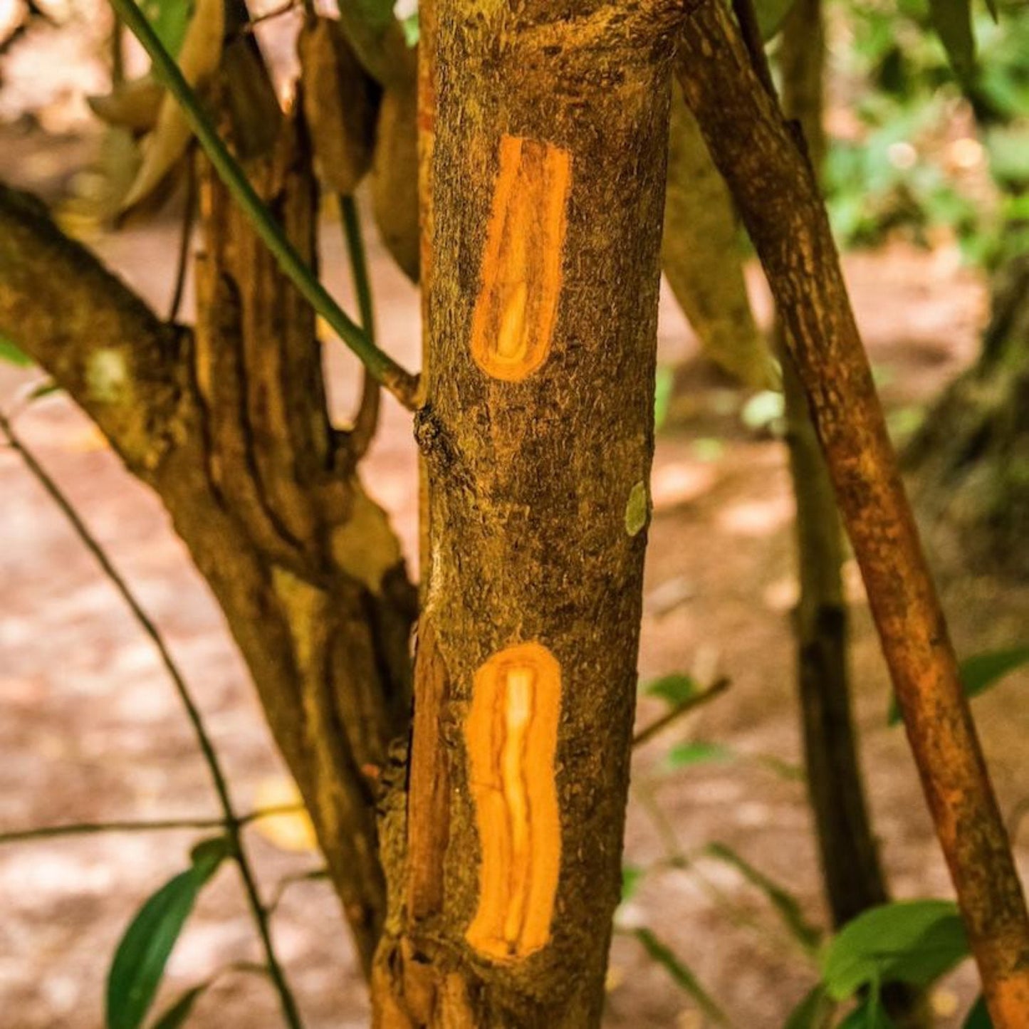Cinnamon Tree