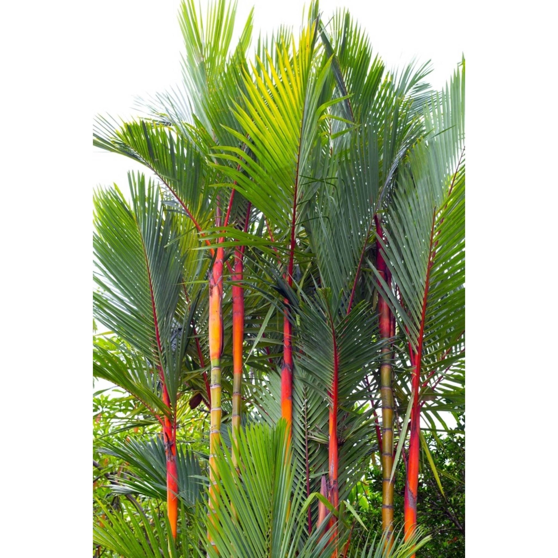 lipstick palm plants for sale Lipstick Palm