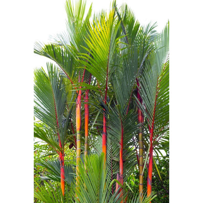 Lipstick Palm