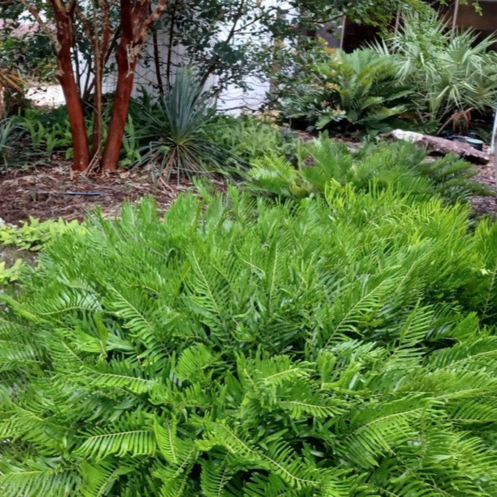 Coontie Palm
