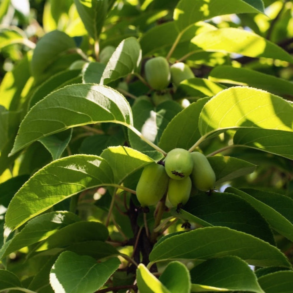 Kiwi - Prolific (Self Fertile)