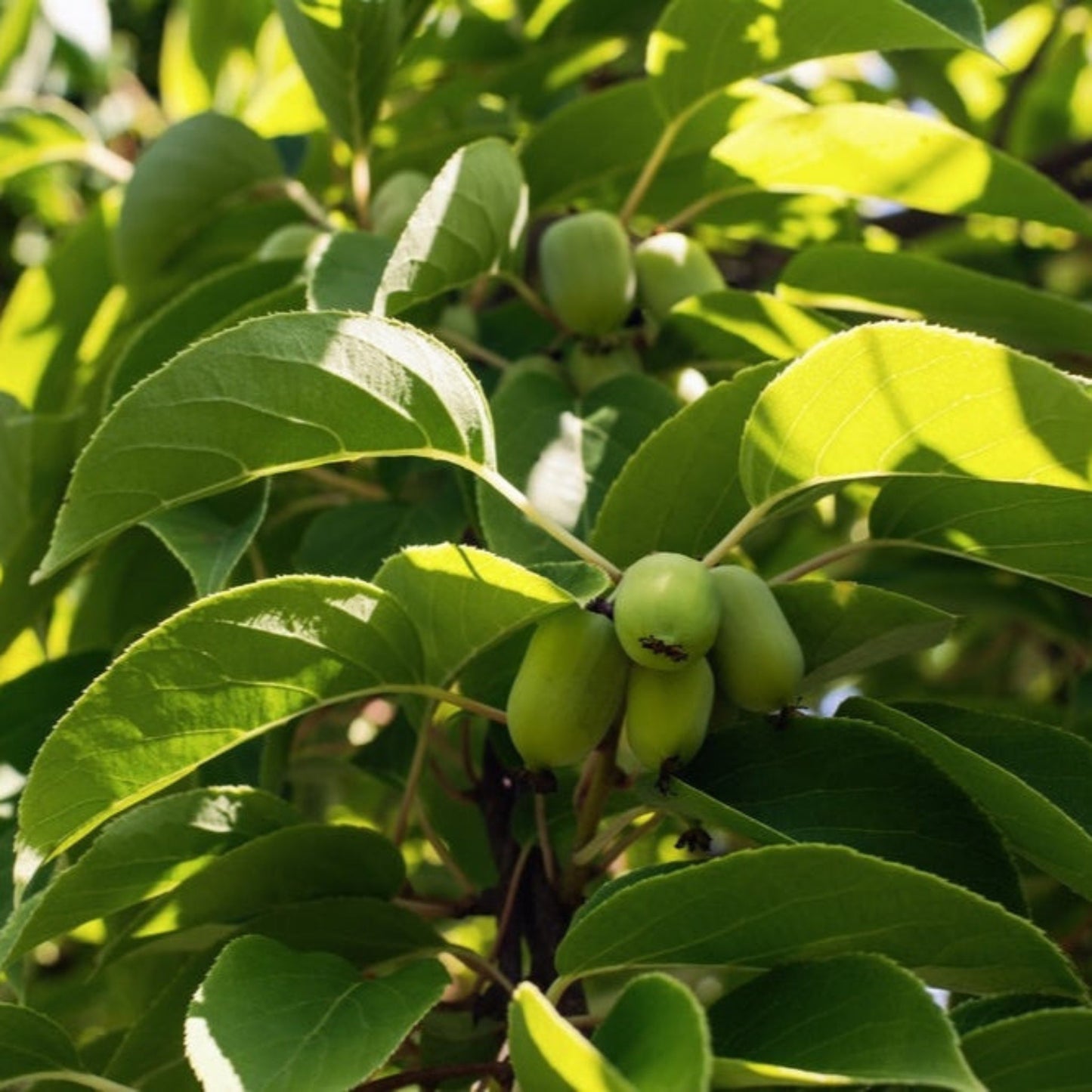 Kiwi - Prolific (Self Fertile)
