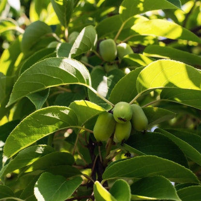 Kiwi - Prolific (Self Fertile)