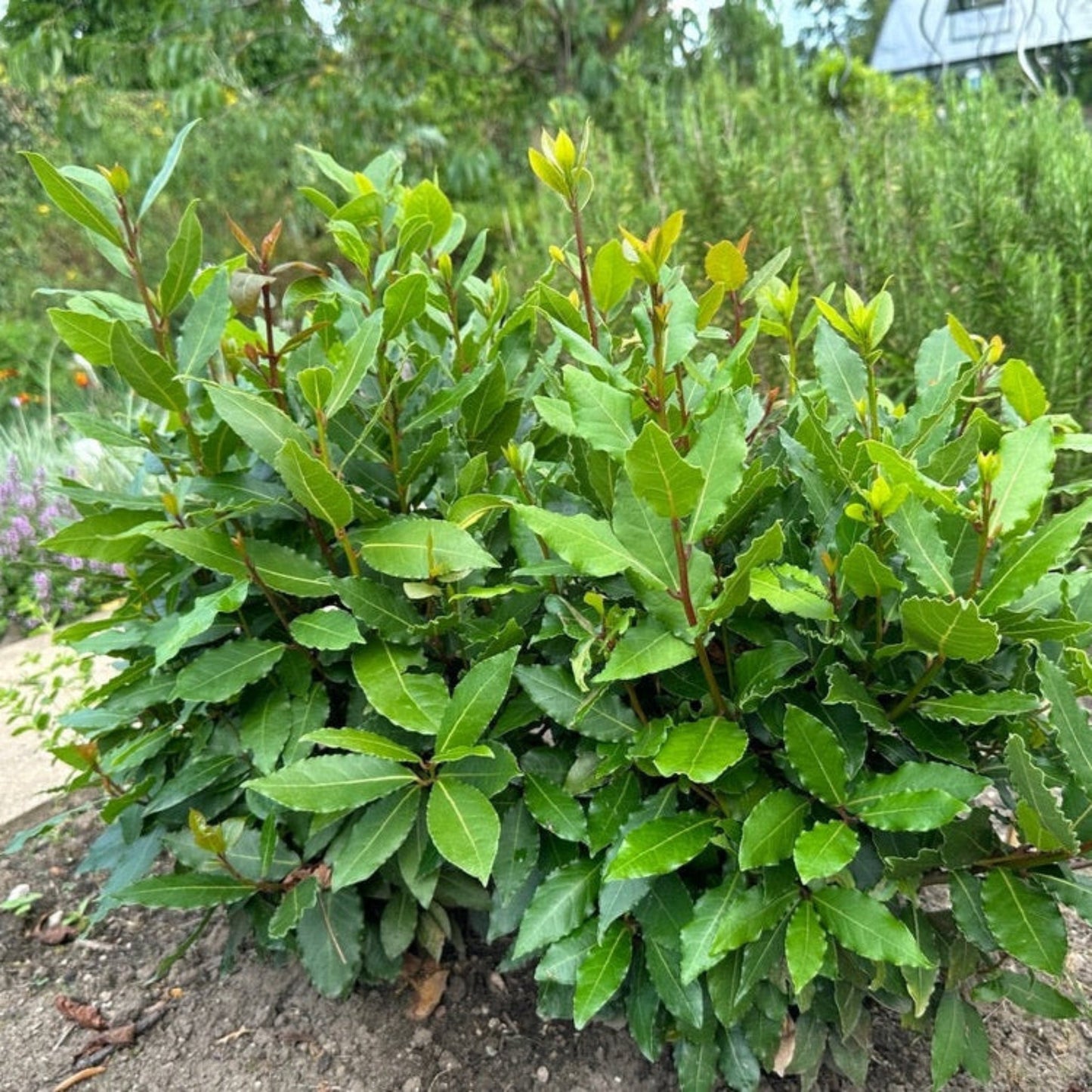 Bay Laurel