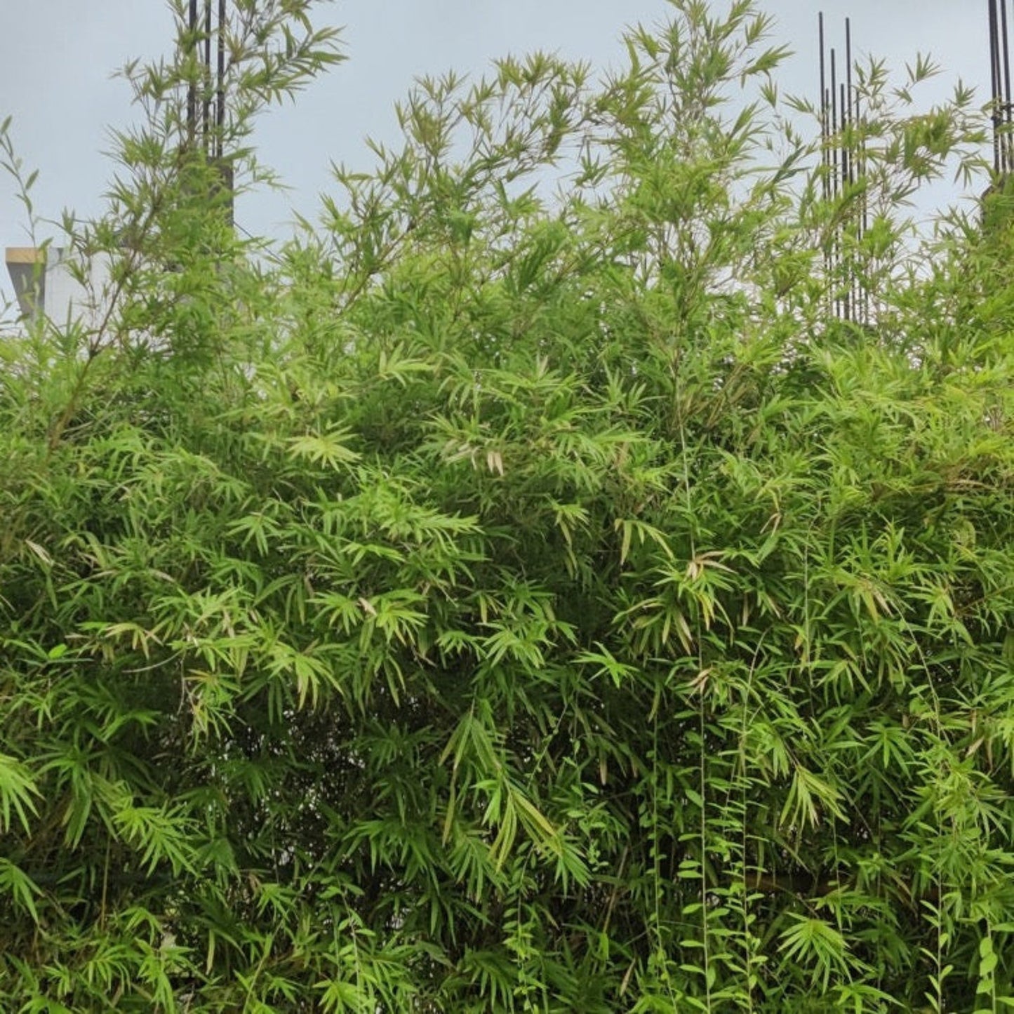 Maculata Bamboo