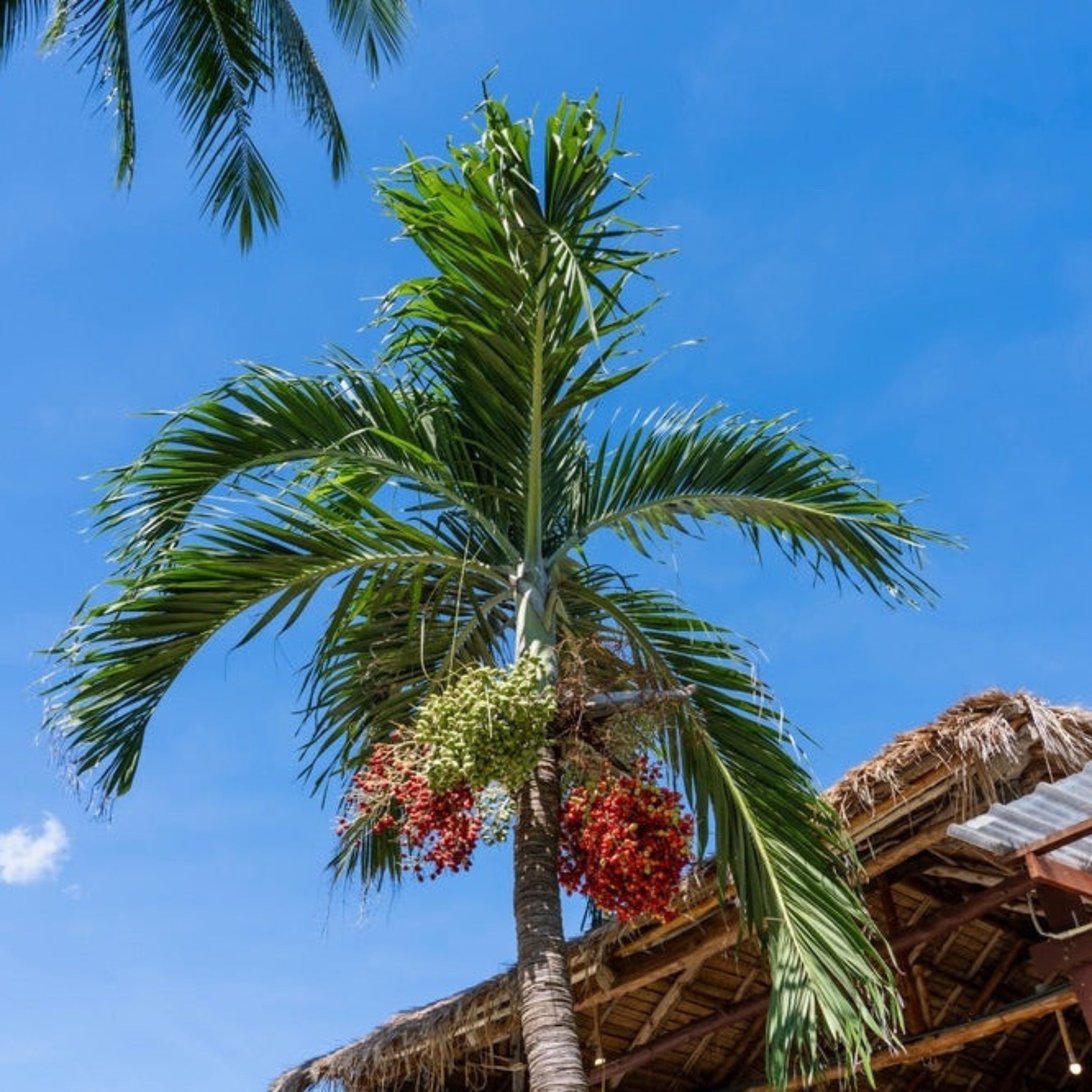 Christmas Palm Tree | The Sill