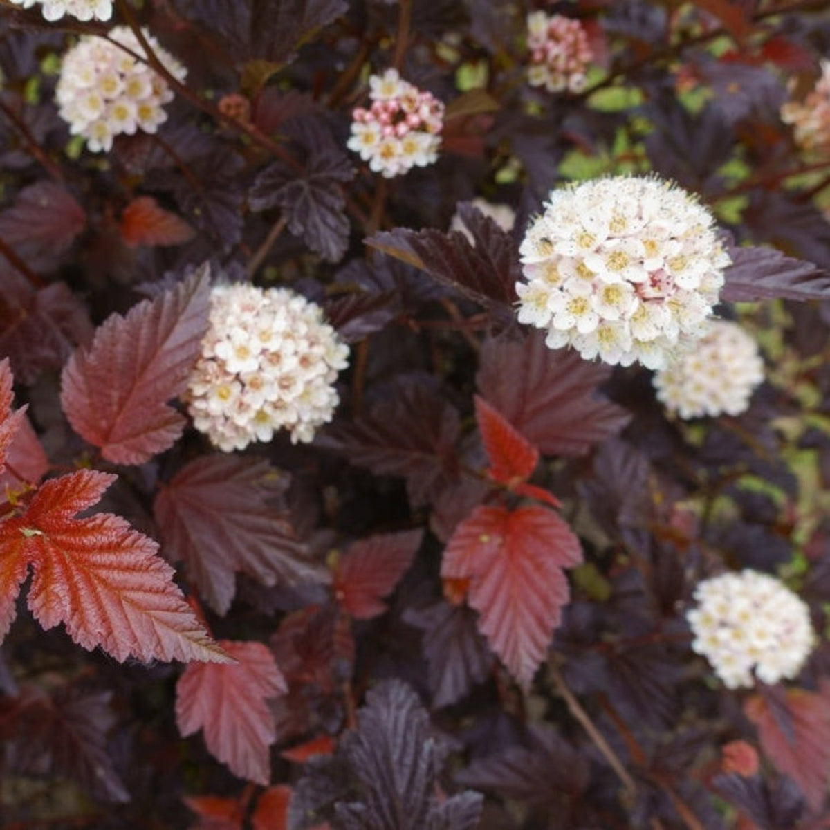Ginger Wine® Ninebark