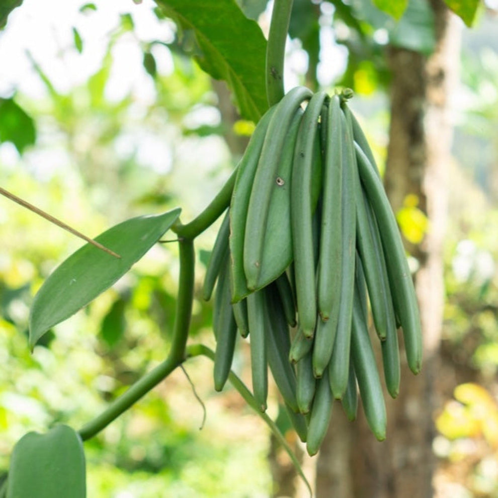 Vanilla Bean Plant | The Sill