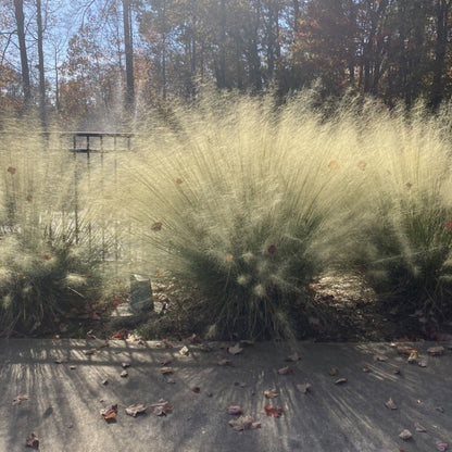 White Cloud Muhly Grass