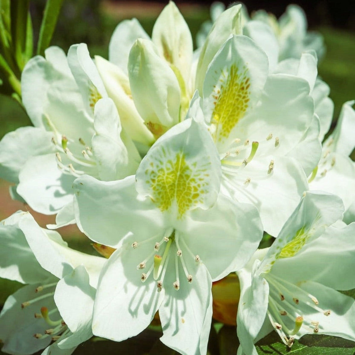 Chionoides Rhododendron