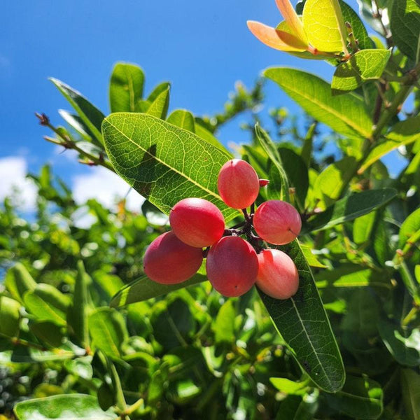 shutterstock_2502228077_grande