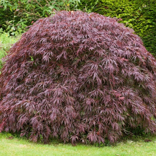 Tamukeyama Japanese Maple