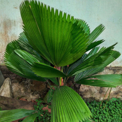 fan palm plant care Ruffled Fan Palm