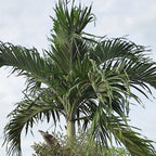 Christmas Palm Tree