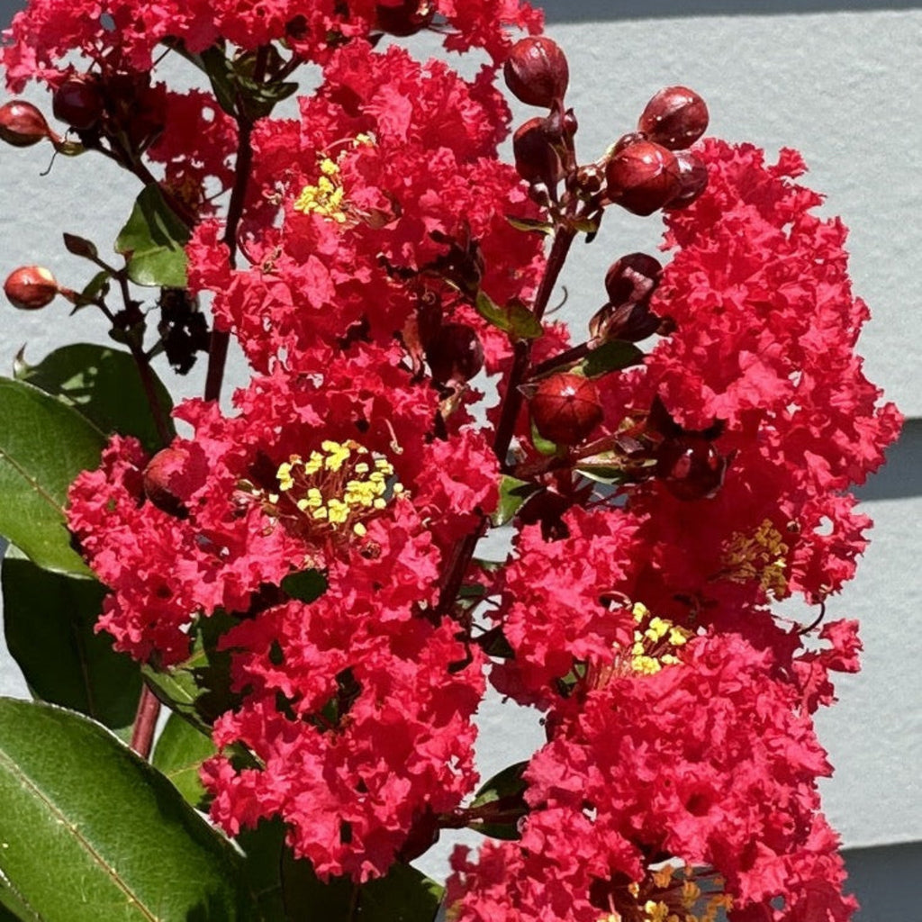 Bellini® Strawberry Crape Myrtle