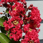 Bellini® Strawberry Crape Myrtle