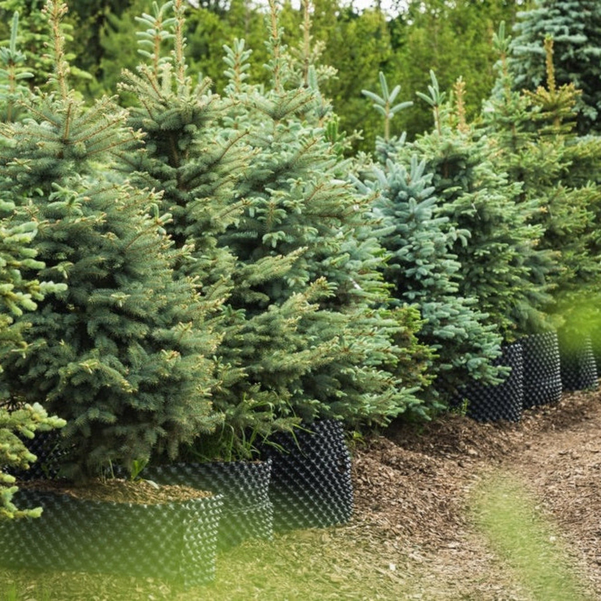 Baby Blue Eyes Spruce