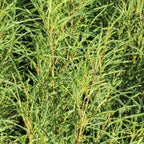 Fine Line® Buckthorn