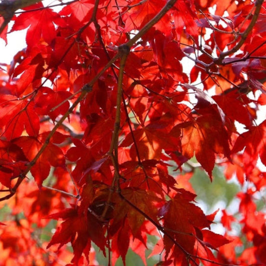 Emperor Japanese Maple