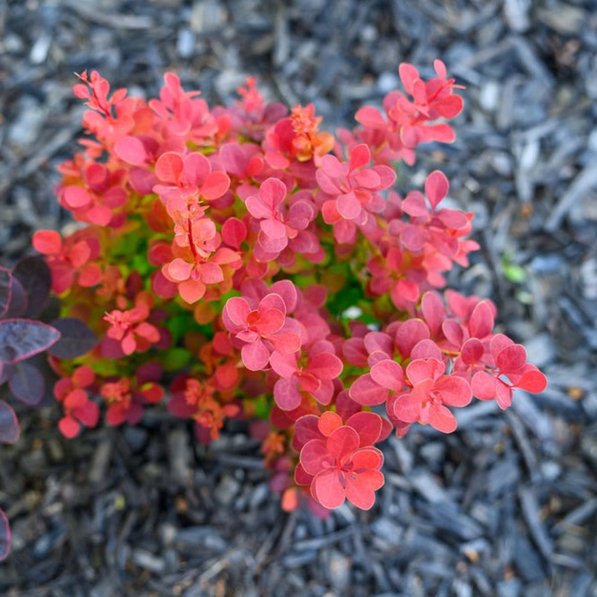 Orange Rocket Barberry