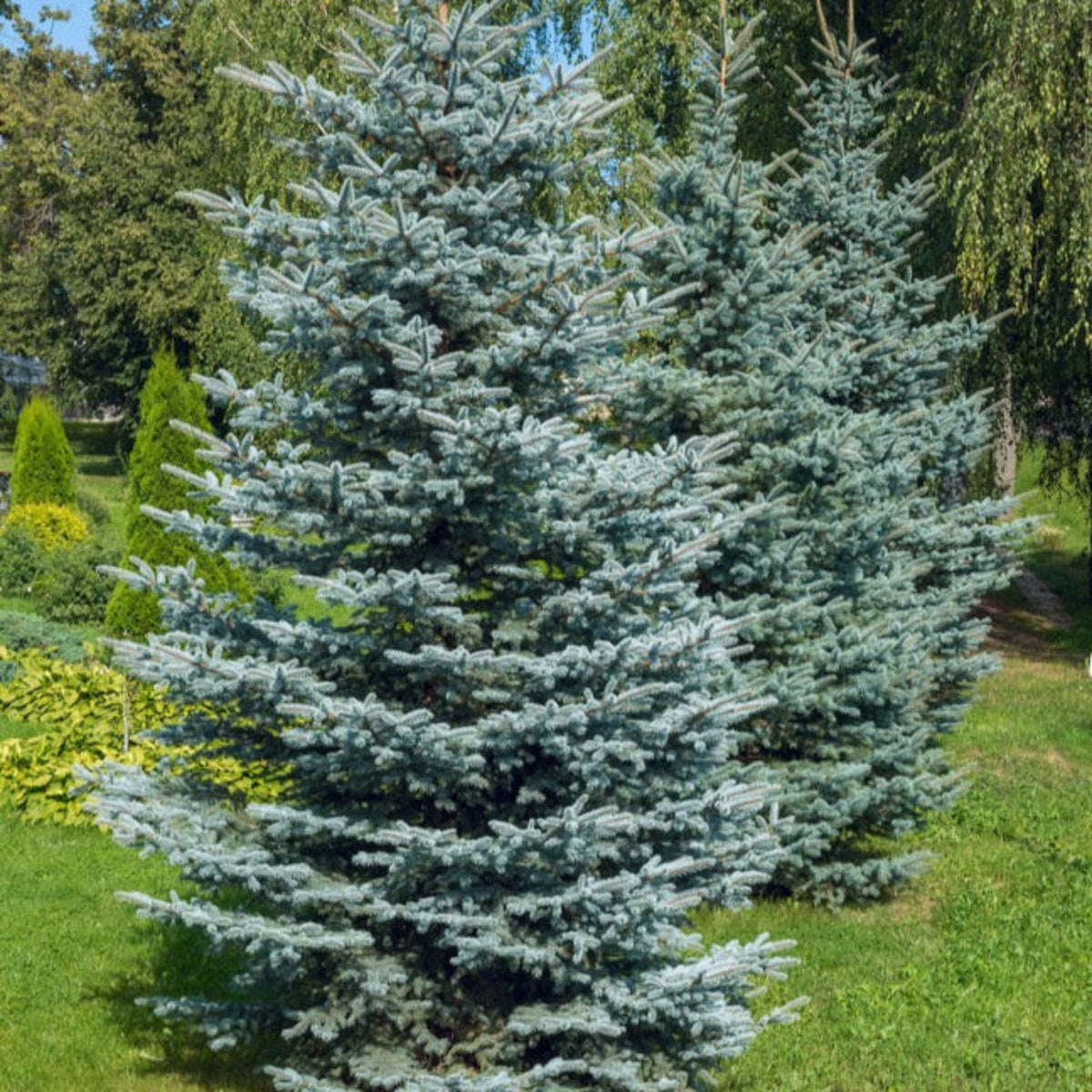 Colorado Blue Spring Colorado Blue Spruce | The Sill