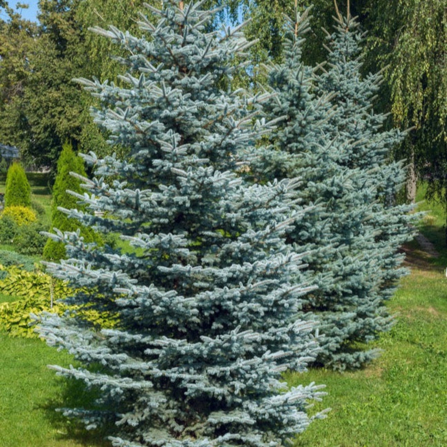 Colorado Blue Spruce