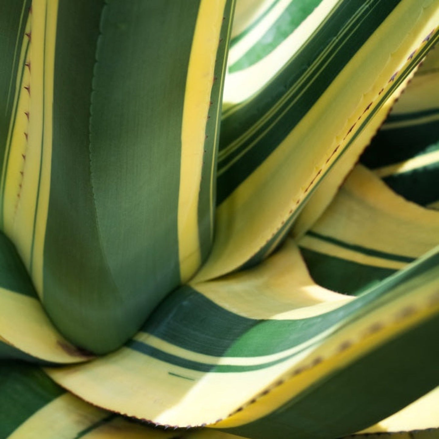 Agave Americana Mediopicta Alba