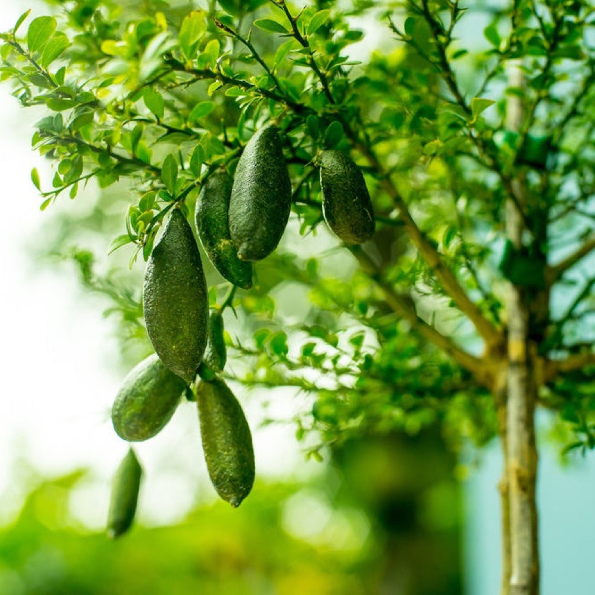 The Sill Australian Finger Lime Tree - Thumbnail 4
