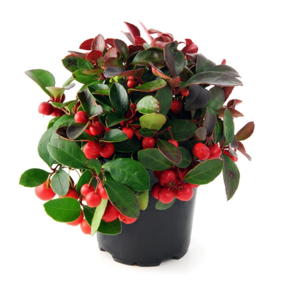American Wintergreen