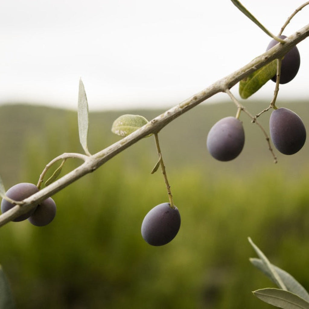 Frantoio Olive Tree