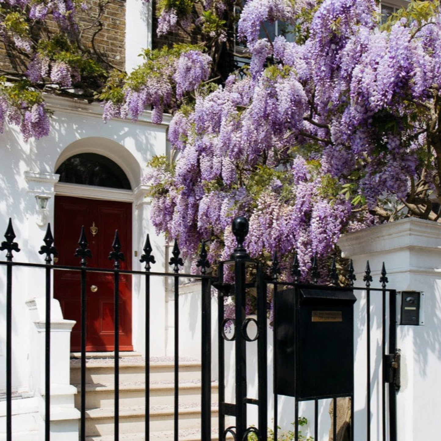 Blue Moon Wisteria