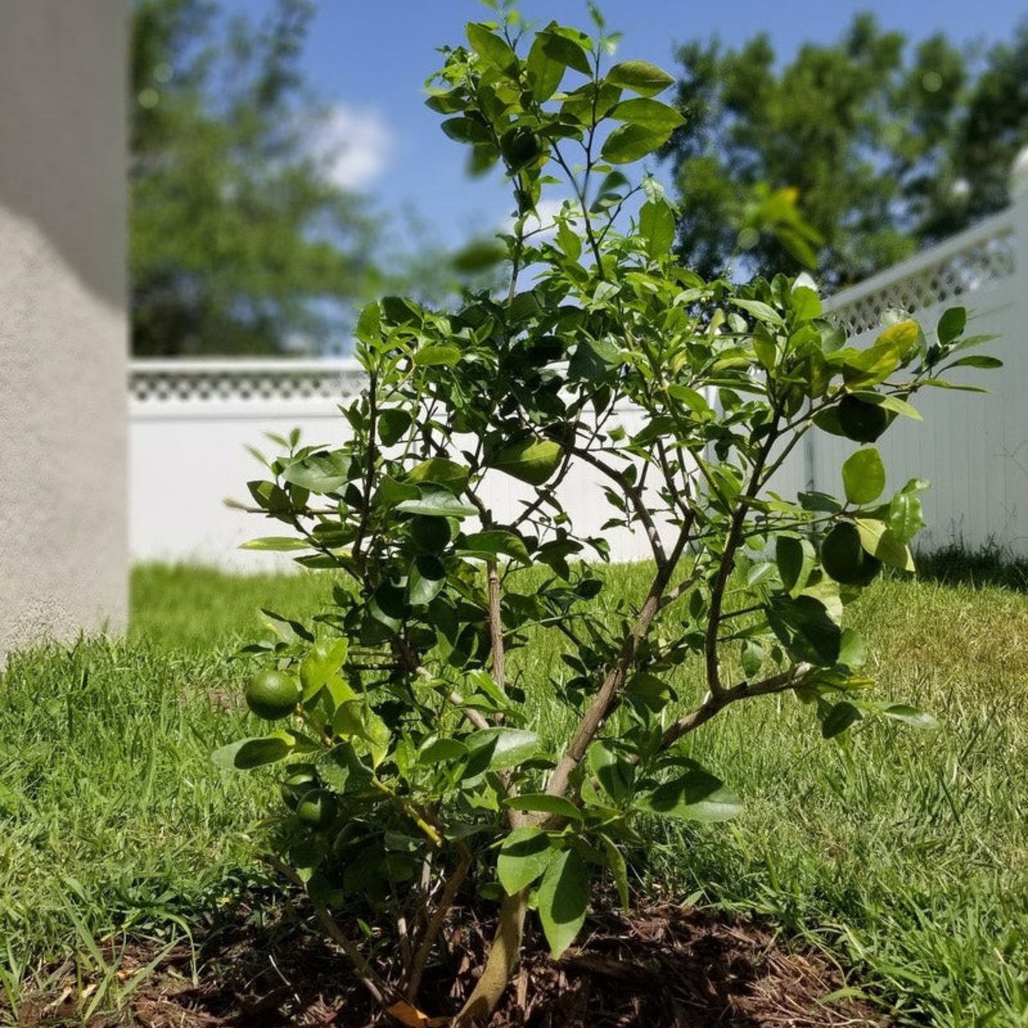 Key Lime Tree