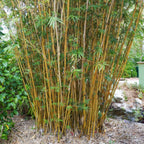 Golden Goddess Bamboo