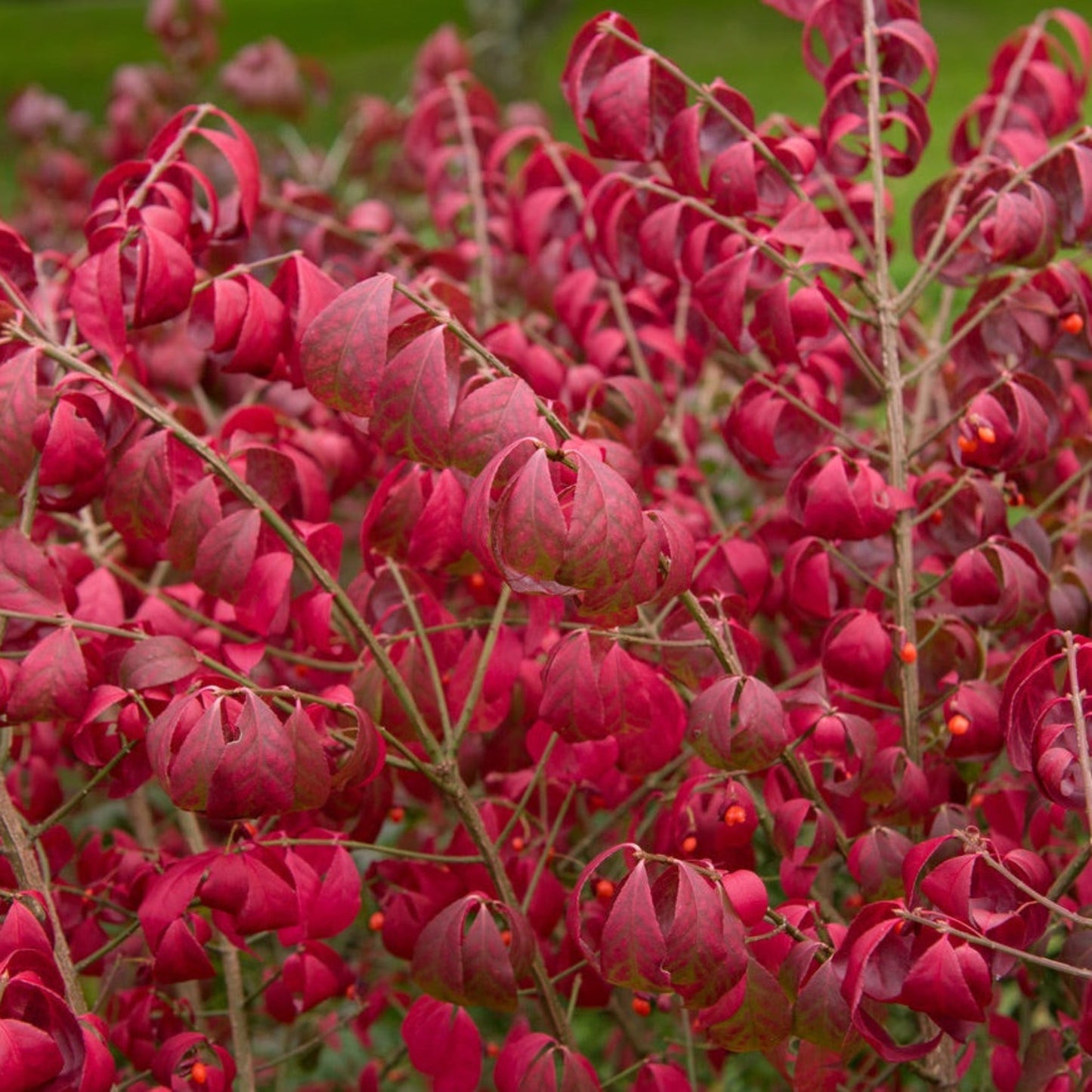 Burning Bush 'Compactus'