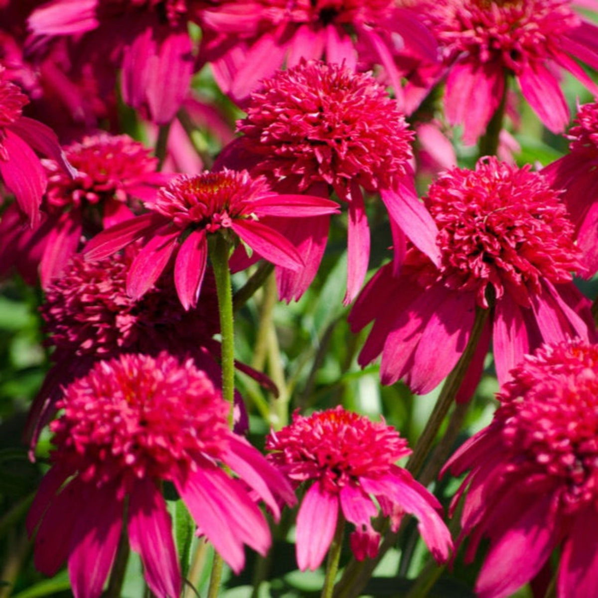 Double Scoop™ Watermelon Deluxe Coneflower